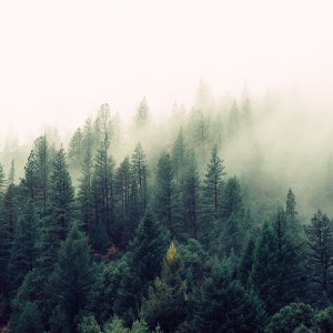 after-historic-fall-carbon-emissions-are-now-coming-back-fast