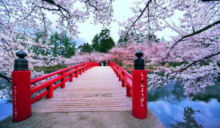 Japan's Cherry Blossoms See Earliest Bloom In 1,200 Years As Climate Warms