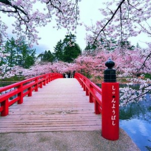 Japan's Cherry Blossoms See Earliest Bloom In 1,200 Years As Climate Warms