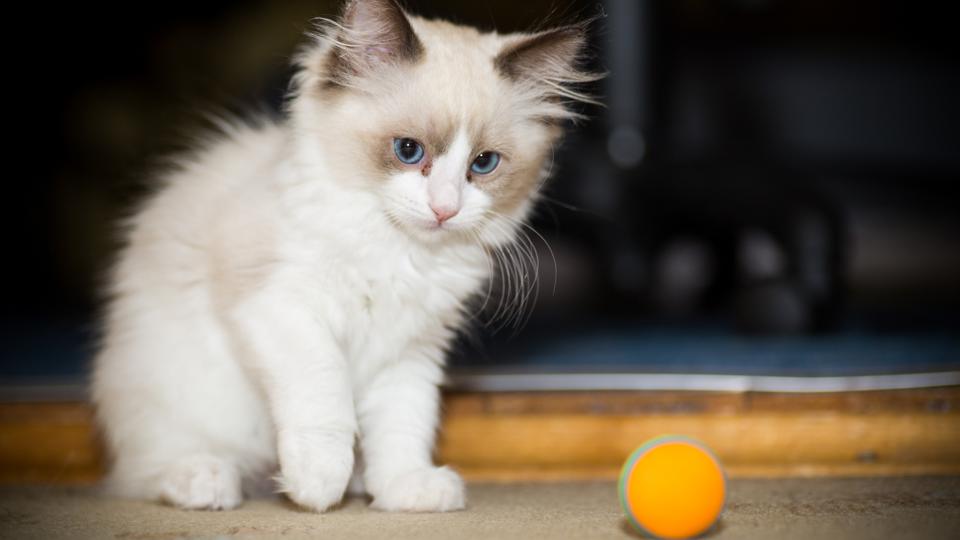 Kitten Dies After Catching Covid As Study Uncovers More Evidence Of Human-To-Cat Transmission