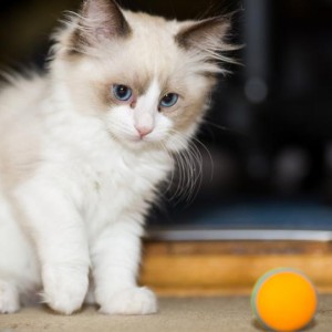 kitten-dies-after-catching-covid-as-study-uncovers-more-evidence-of-human-to-cat-transmission