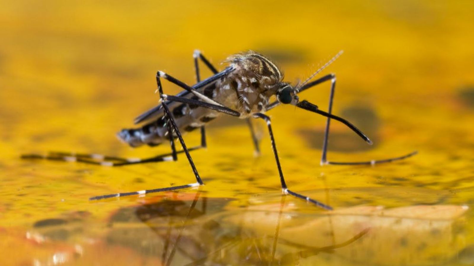 Malaria: World's Most Effective Vaccine Developed In UK For Disease
