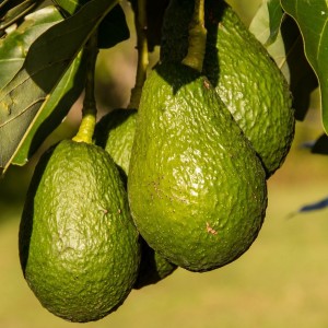 Us Suspends Avocado Imports From Mexico After Threat To Us Inspector