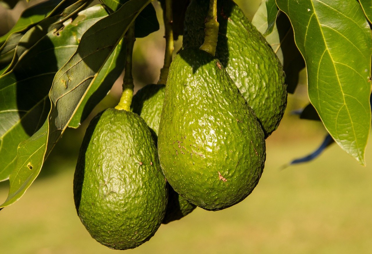 U.S. Government Allows Mexican Avocado Imports To Resume After Brief Suspension