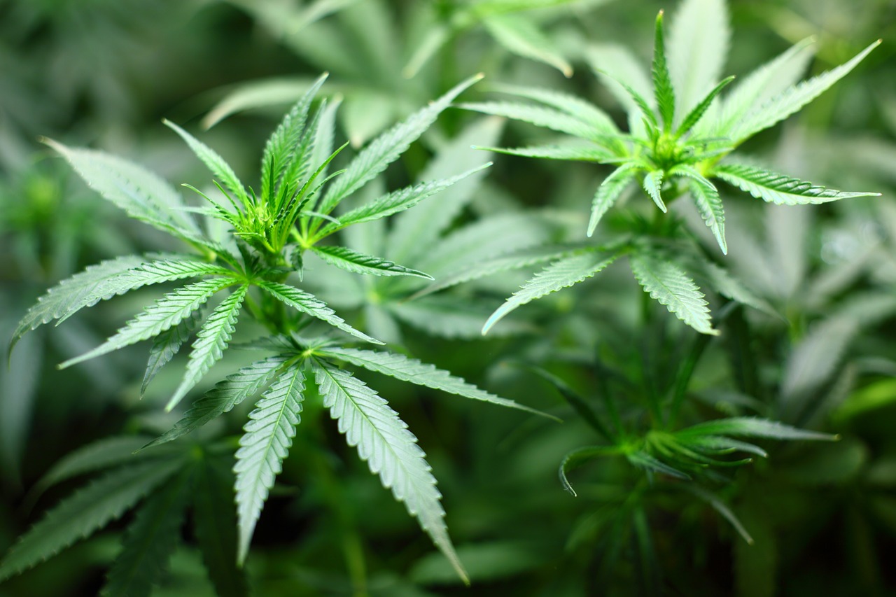 France Enters The Medical Cannabis Industry, But Questions Remain
