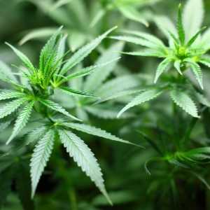France Enters The Medical Cannabis Industry, But Questions Remain