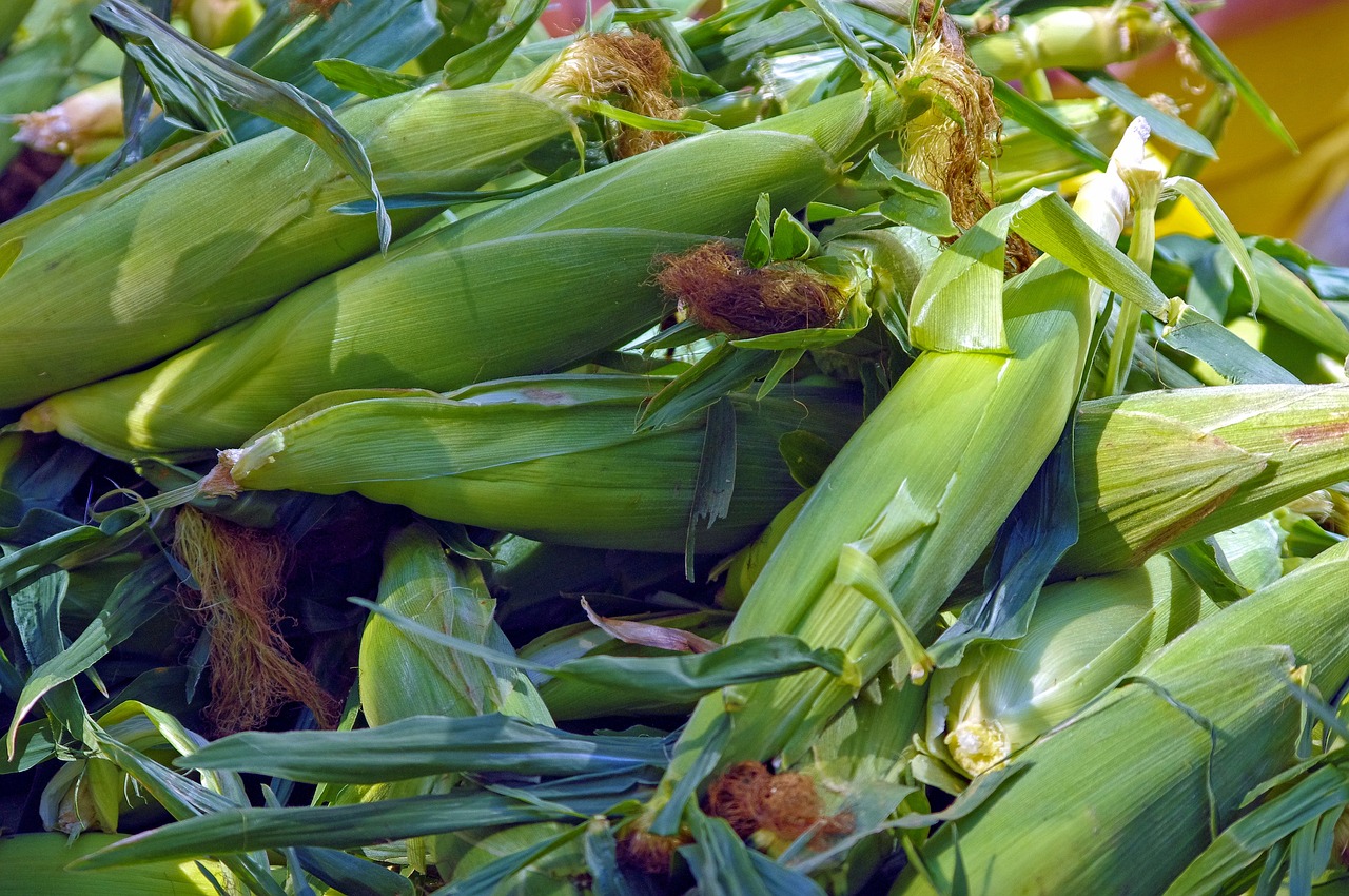 Kenya-Based Agritech Apollo Raises $40 Million In Softbank-Led Round