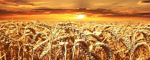 U.S., Europe Race To Improve Food Supply Chains After India Bans Wheat Exports