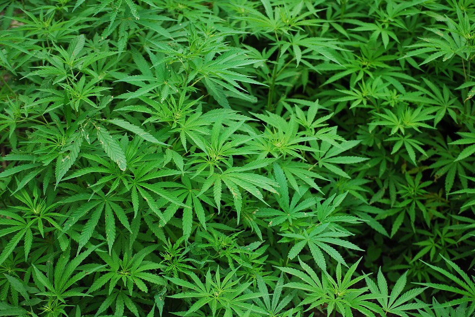 Thailand Legalises Cannabis Trade But Still Bans Recreational Use