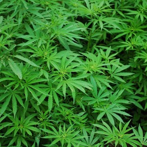 Thailand Legalises Cannabis Trade But Still Bans Recreational Use