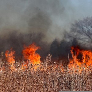 500 More Wildfires This Year Than Whole Of 2021 - Fire Chief