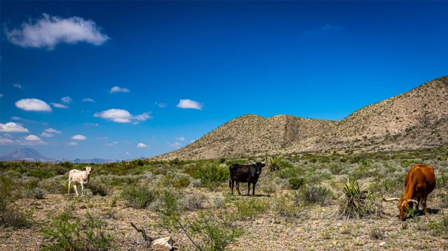 Dry Pastures Force Texas Ranchers To Slaughter Ever More Cows