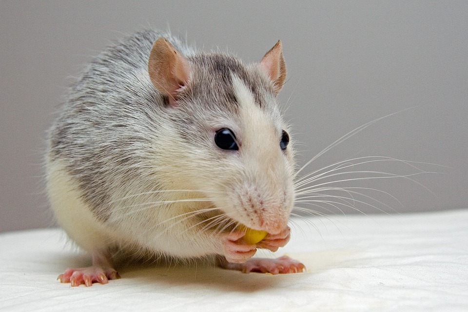 Drugs: India Police Say Rats Ate 200kg Of Seized Cannabis