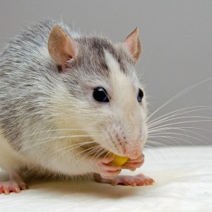 Drugs: India Police Say Rats Ate 200kg Of Seized Cannabis