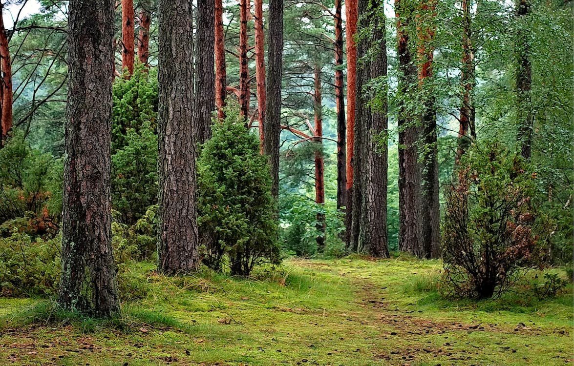 India To Chop Down 2.3 Million Trees To Make Way For Big Infrastructure Projects