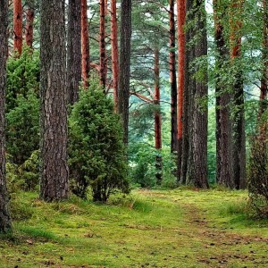 India To Chop Down 2.3 Million Trees To Make Way For Big Infrastructure Projects