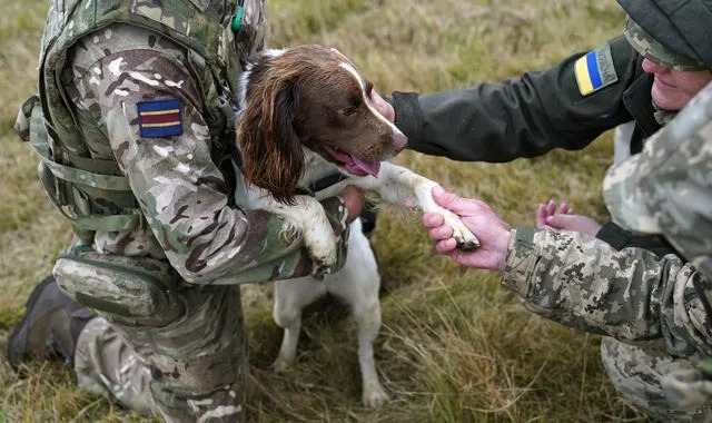 Ukrainian soldier says dogs have saved 'hundreds' in war with Russia