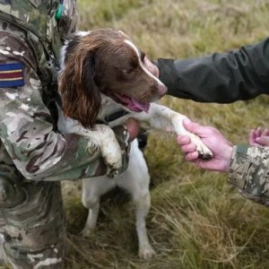 Ukrainian soldier says dogs have saved 'hundreds' in war with Russia