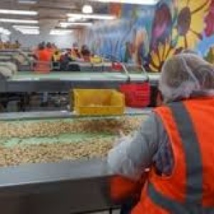 california-farmers-enjoy-pistachio-boom-with-much-of-it-headed-to-china