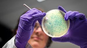 Disease-causing Salmonella Could Help Combat Bowel Cancer, Study Suggests